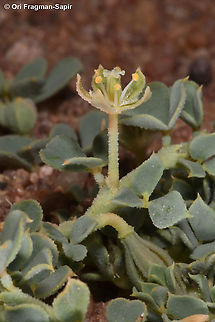 Seetzenia orientalis  Geotagged,Israel,Seetzenia lanata,Seetzenia orientalis,Spring