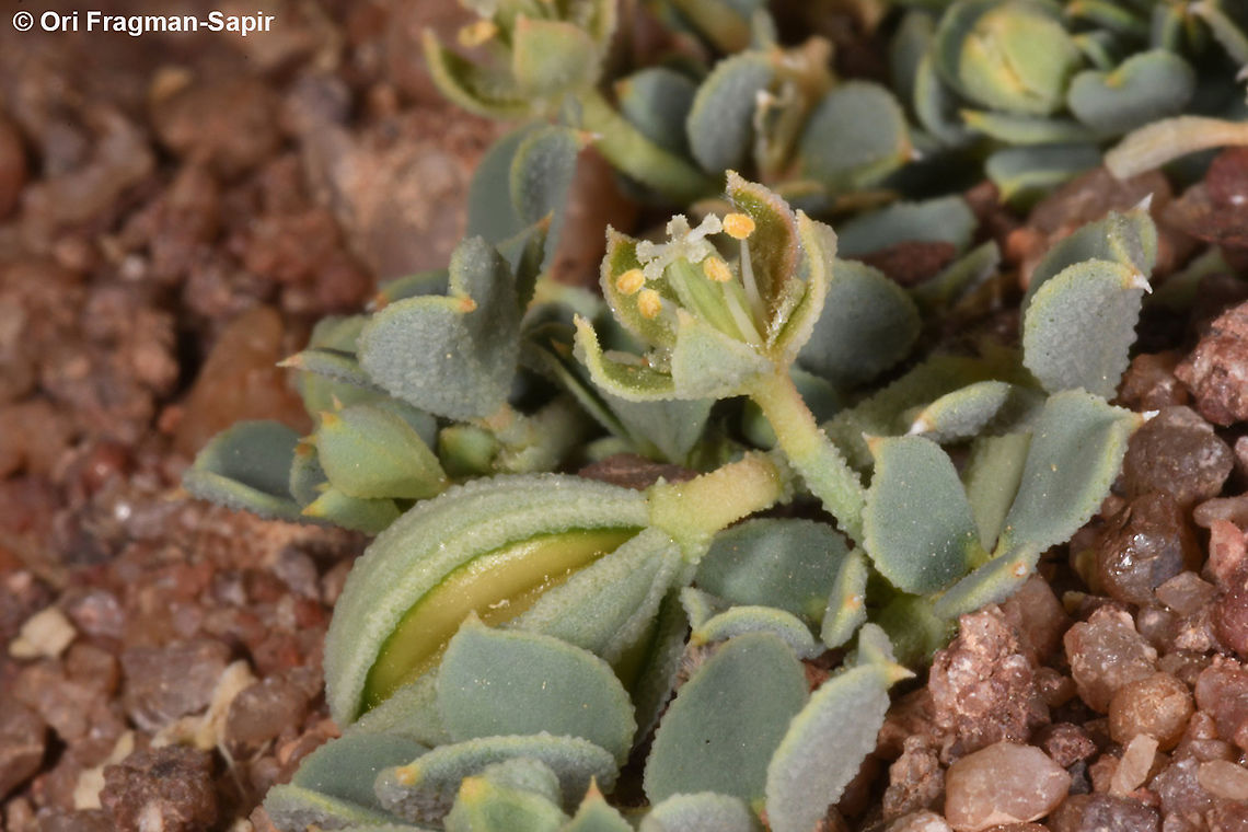 Seetzenia orientalis  Geotagged,Israel,Seetzenia lanata,Seetzenia orientalis,Spring