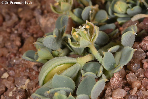 Seetzenia orientalis  Geotagged,Israel,Seetzenia lanata,Seetzenia orientalis,Spring