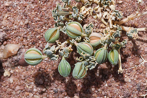 Seetzenia orientalis  Geotagged,Israel,Seetzenia lanata,Seetzenia orientalis,Spring