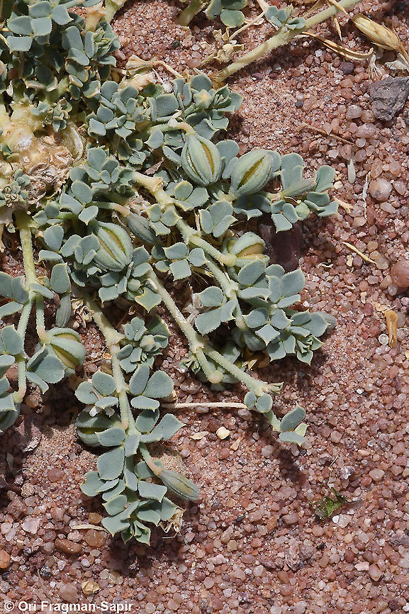 Seetzenia orientalis  Geotagged,Israel,Seetzenia lanata,Seetzenia orientalis,Spring