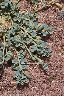 Seetzenia orientalis  Geotagged,Israel,Seetzenia lanata,Seetzenia orientalis,Spring