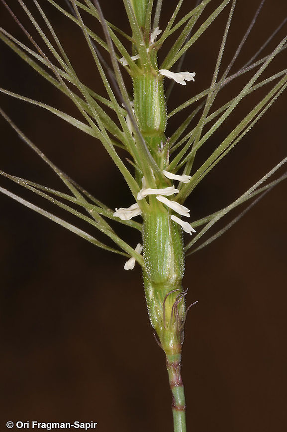 Aegilops kotschyi  Aegilops kotschyi,Geotagged,Israel,Spring