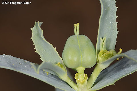 Euphorbia grossheimii  Euphorbia grossheimii,Geotagged,Israel,Spring