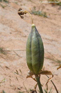Iris mariae  Geotagged,Iris mariae,Israel,Mary's Iris,Spring