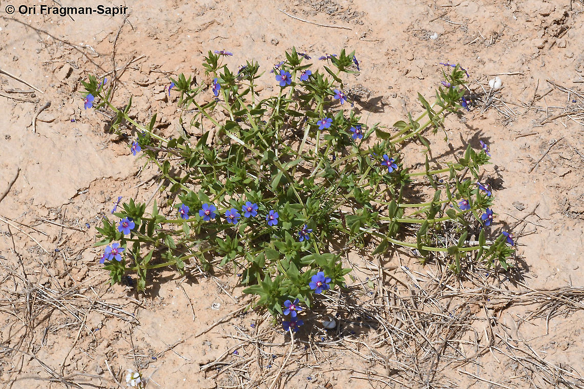 Anagallis arvensis  Anagallis arvensis,Geotagged,Israel,Scarlet pimpernel,Spring