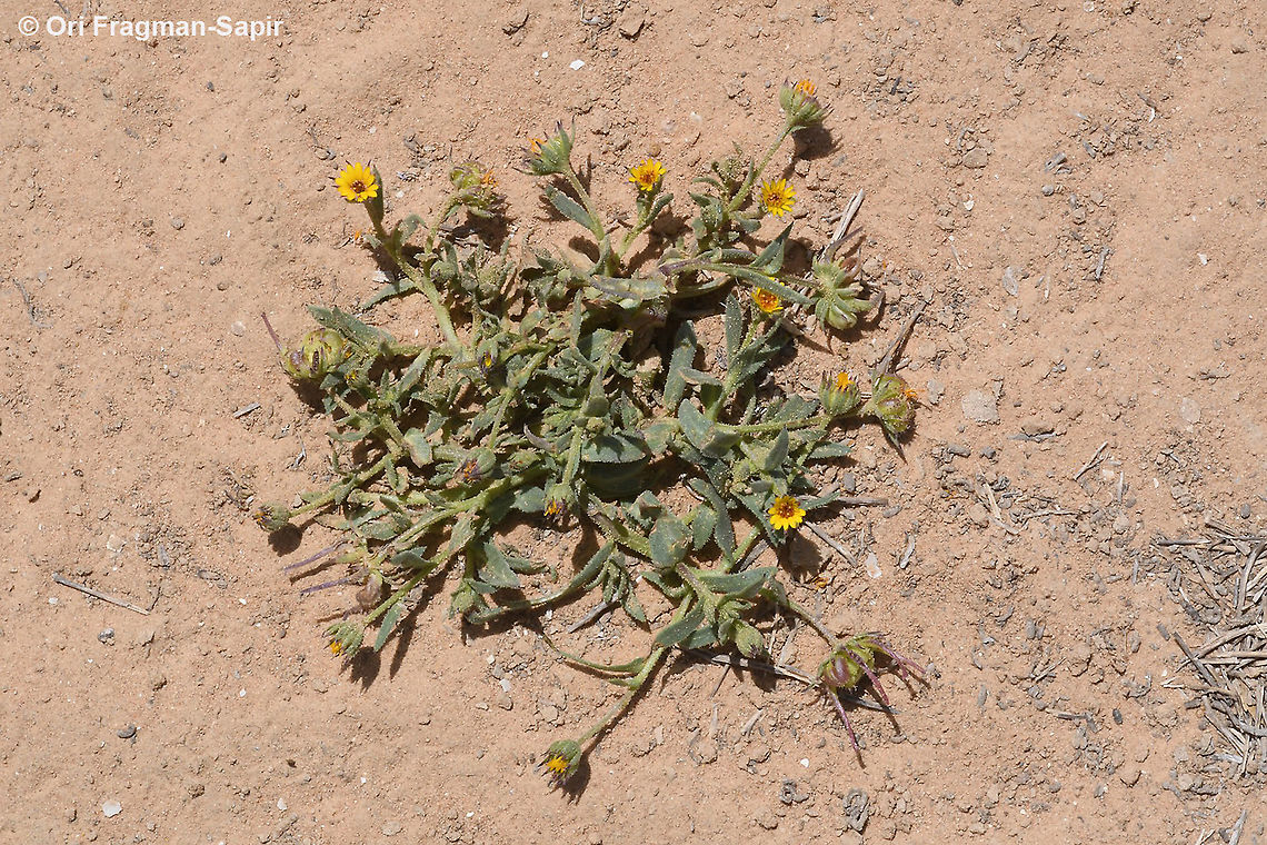 Calendula arvensis  Calendula arvensis,Field marigold,Geotagged,Israel,Spring