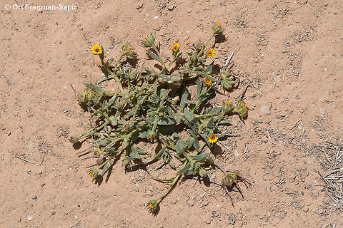Calendula arvensis  Calendula arvensis,Field marigold,Geotagged,Israel,Spring