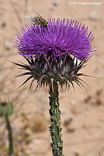 Onopordum alexandrinum  Geotagged,Israel,Onopordum alexandrinum,Spring