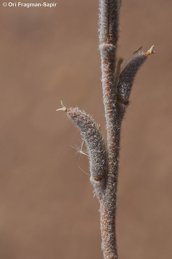 Morettia canescens  Geotagged,Israel,Morettia canescens,Spring