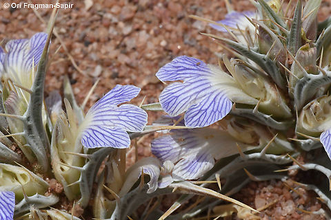 Blepharis attenuata  Blepharis attenuata,Geotagged,Israel,Spring