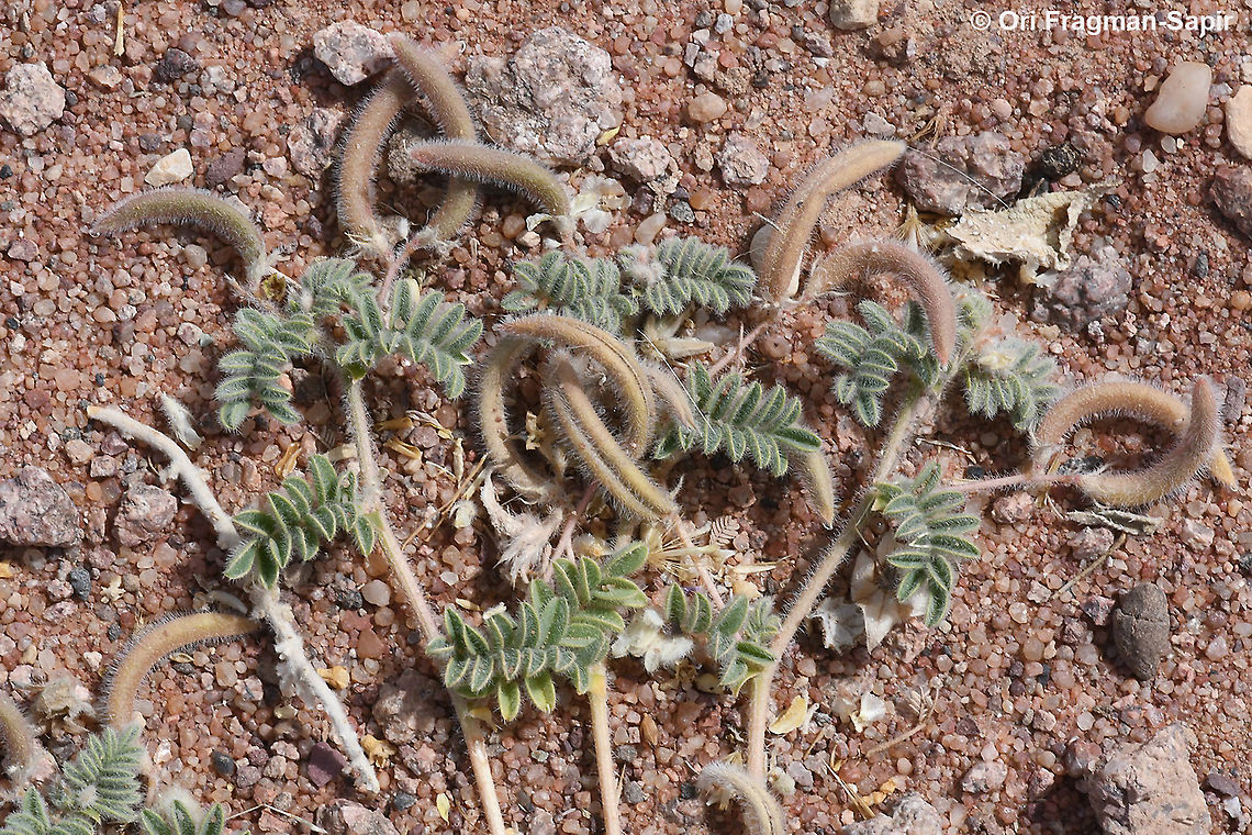 Astragalus eremophilus  Astragalus eremophilus,Geotagged,Israel,Spring