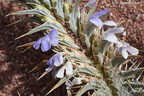 Blepharis attenuata  Blepharis attenuata,Geotagged,Israel,Spring