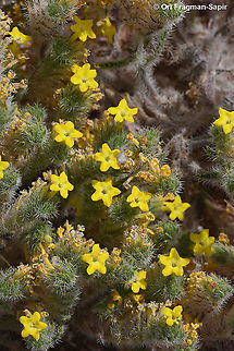Arnebia hispidissima  Arnebia hispidissima,Geotagged,Israel,Spring