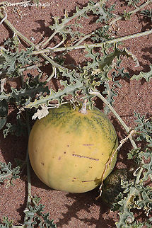 Citrullus colocynthis  Citrullus colocynthis,Colocynth,Geotagged,Israel,Spring