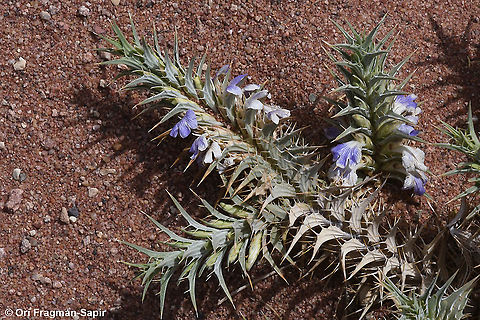 Blepharis attenuata  Blepharis attenuata,Geotagged,Israel,Spring