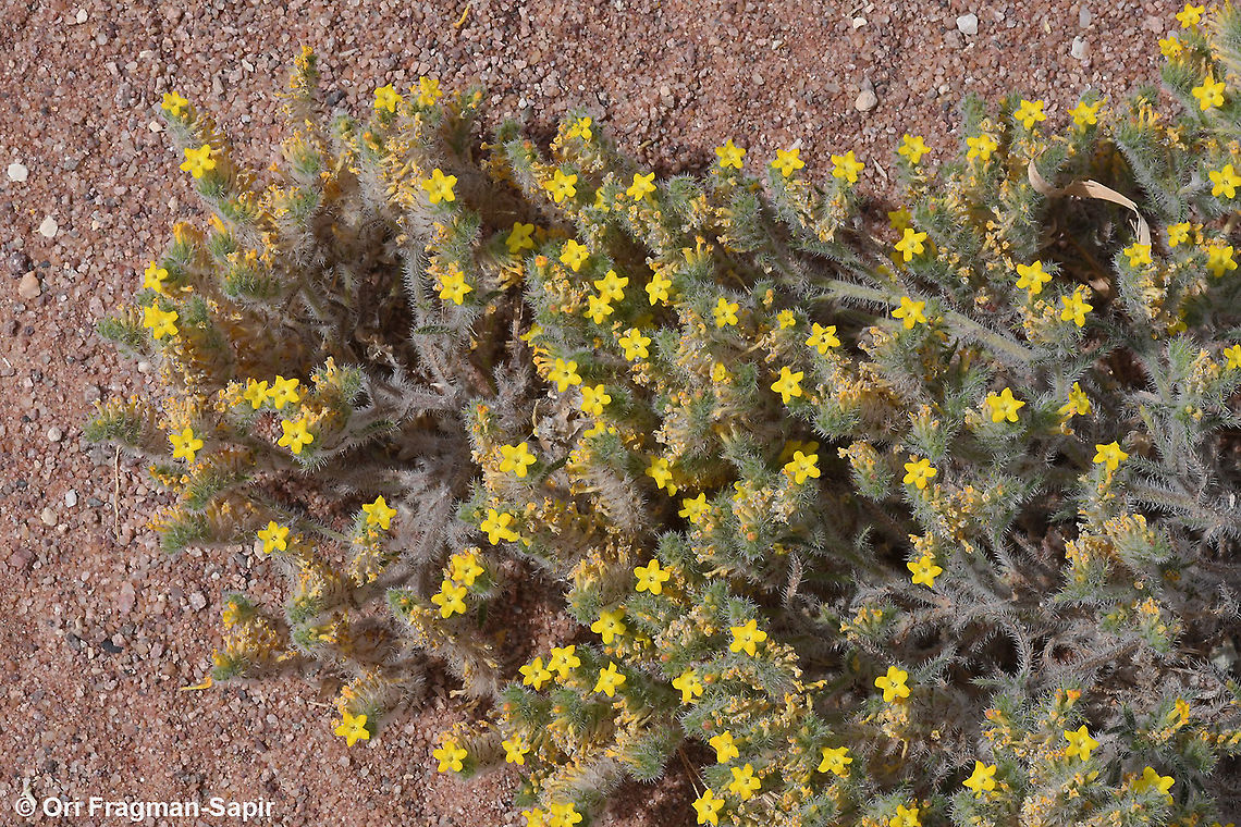 Arnebia hispidissima  Arnebia hispidissima,Geotagged,Israel,Spring