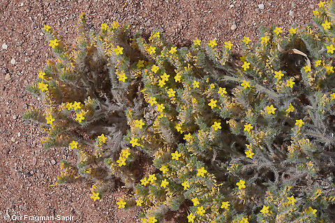 Arnebia hispidissima  Arnebia hispidissima,Geotagged,Israel,Spring