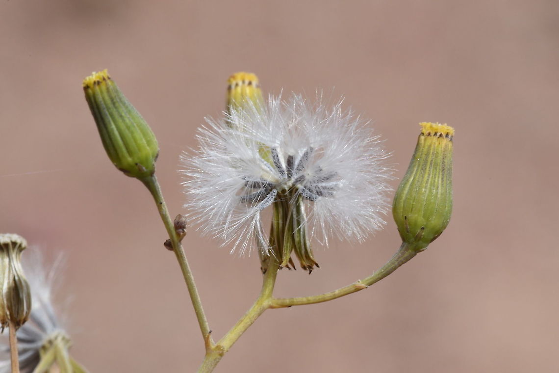 Senecio flavus  Geotagged,Israel,Senecio flavus,Spring