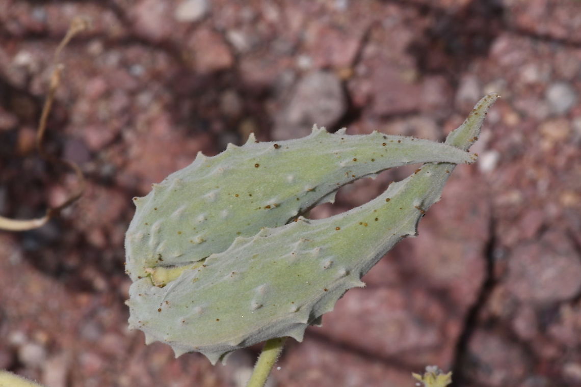 Pergularia tomentosa  Geotagged,Israel,Pergularia tomentosa,Spring
