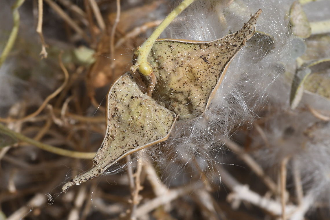 Pergularia tomentosa  Geotagged,Israel,Pergularia tomentosa,Spring