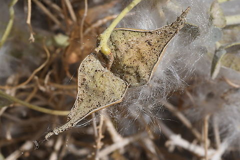 Pergularia tomentosa  Geotagged,Israel,Pergularia tomentosa,Spring