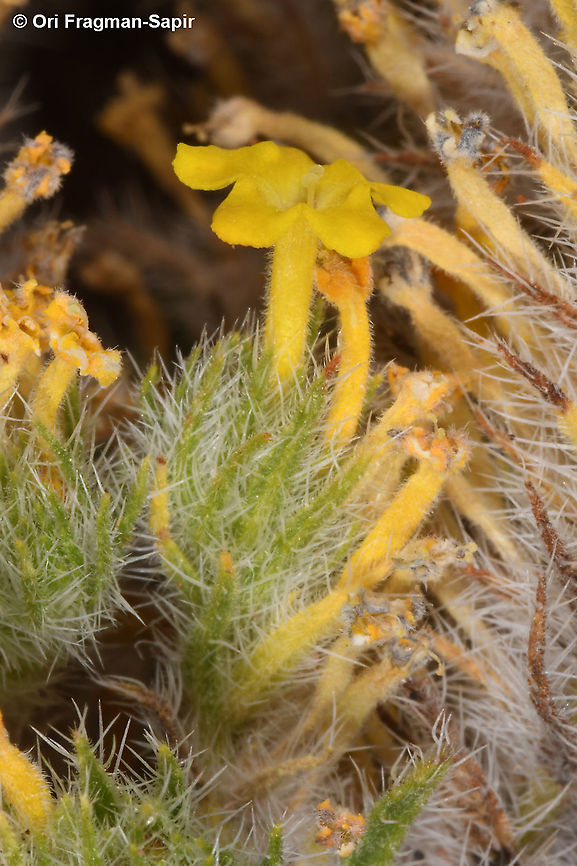 Arnebia hispidissima  Arnebia hispidissima,Geotagged,Israel,Spring