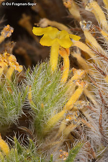 Arnebia hispidissima  Arnebia hispidissima,Geotagged,Israel,Spring