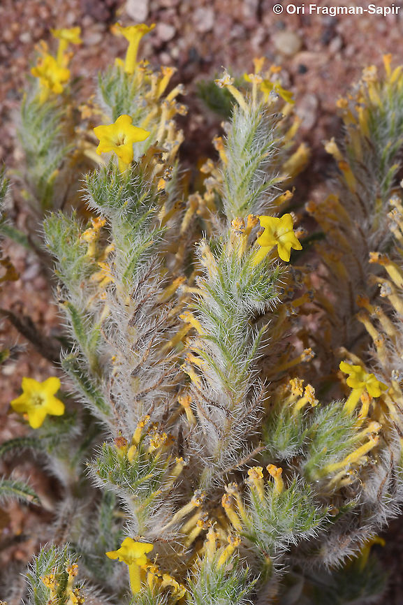 Arnebia hispidissima  Arnebia hispidissima,Geotagged,Israel,Spring