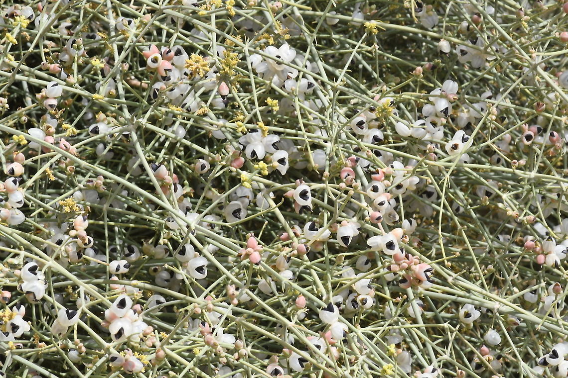Ephedra foliata  Ephedra foliata,Geotagged,Israel,Spring
