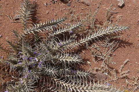 Blepharis attenuata  Blepharis attenuata,Geotagged,Israel,Spring