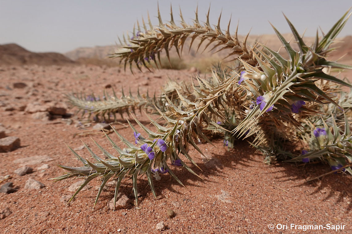 Blepharis attenuata  Blepharis attenuata,Geotagged,Israel,Spring