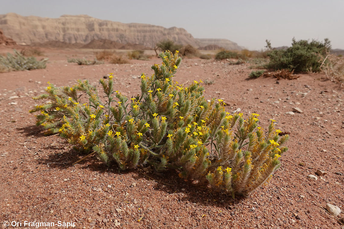 Arnebia hispidissima  Arnebia hispidissima