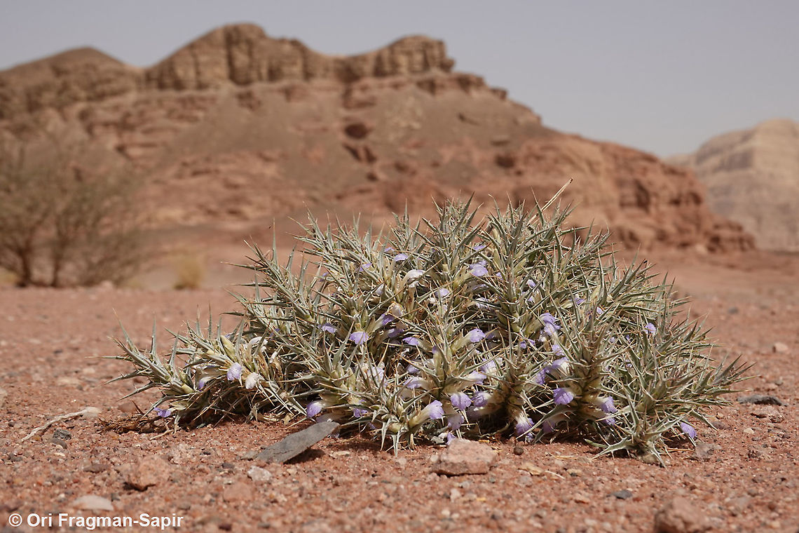 Blepharis attenuata  Blepharis attenuata,Geotagged,Israel,Spring
