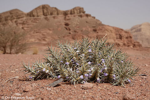 Blepharis attenuata  Blepharis attenuata,Geotagged,Israel,Spring