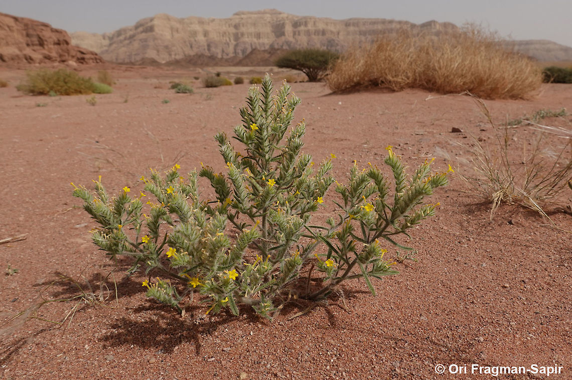 Arnebia hispidissima  Arnebia hispidissima,Geotagged,Israel,Spring