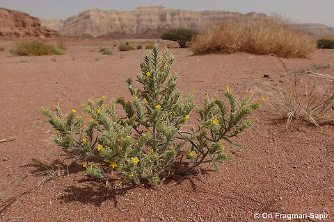 Arnebia hispidissima  Arnebia hispidissima,Geotagged,Israel,Spring