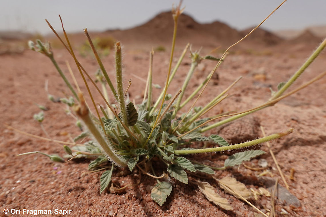 Monsonia nivea  Geotagged,Israel,Monsonia nivea,Spring