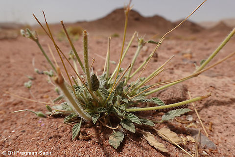 Monsonia nivea  Geotagged,Israel,Monsonia nivea,Spring