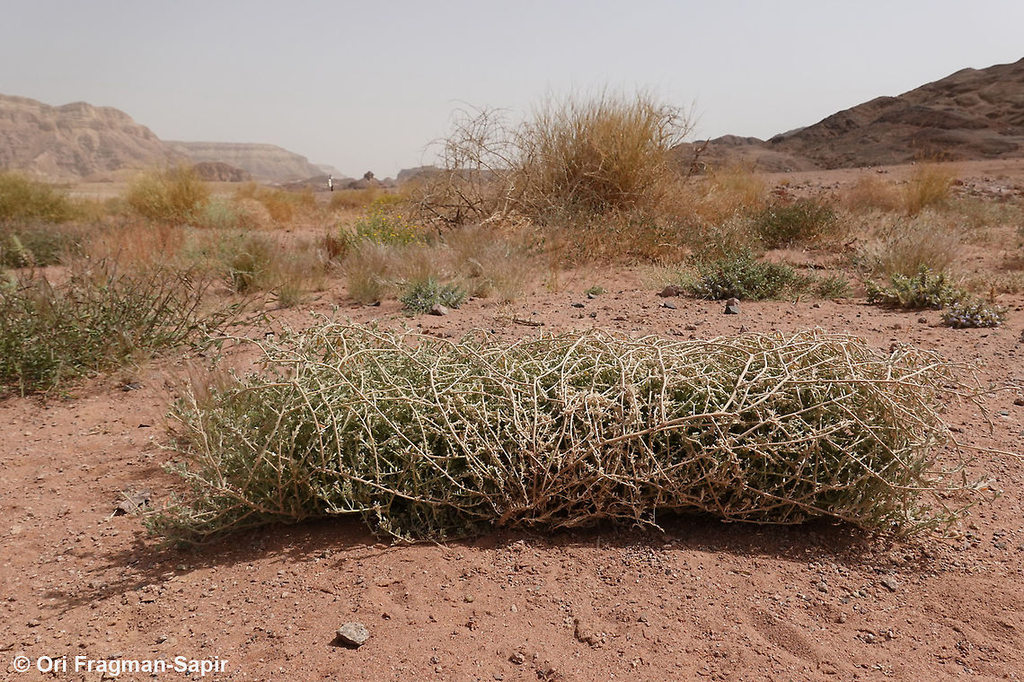 Morettia canescens  Geotagged,Israel,Morettia canescens,Spring