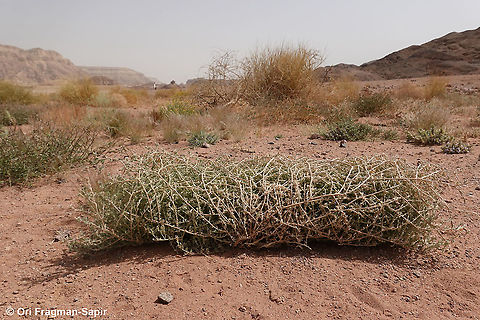 Morettia canescens  Geotagged,Israel,Morettia canescens,Spring