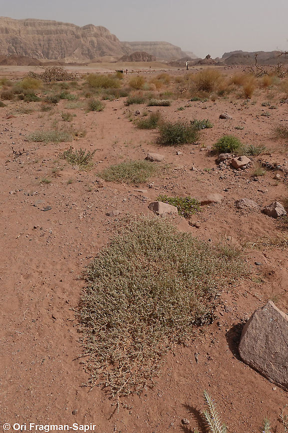 Morettia canescens  Geotagged,Israel,Morettia canescens,Spring