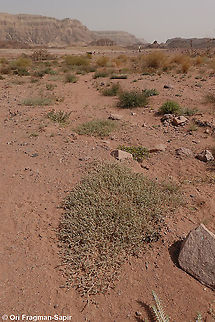 Morettia canescens  Geotagged,Israel,Morettia canescens,Spring