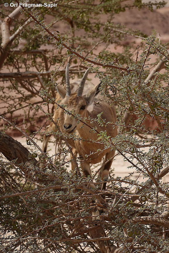 Capra nubiana  Capra nubiana,Geotagged,Israel,Nubian ibex,Spring