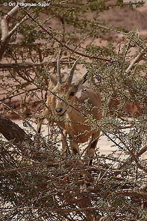 Capra nubiana  Capra nubiana,Geotagged,Israel,Nubian ibex,Spring