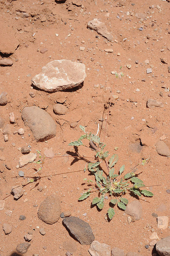 Monsonia nivea S Jordan, Wadi Rum Geotagged,Jordan,Monsonia nivea,Spring