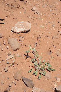Monsonia nivea S Jordan, Wadi Rum Geotagged,Jordan,Monsonia nivea,Spring