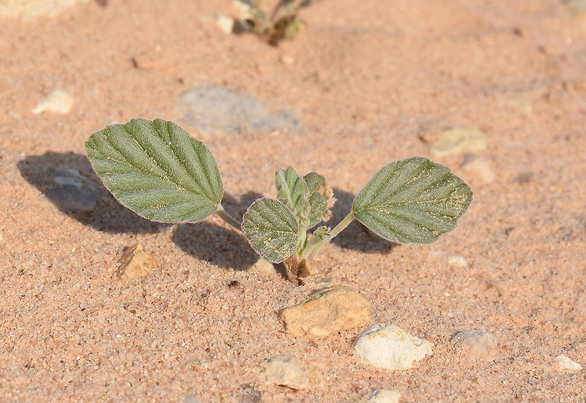 Monsonia nivea S Israel, N Nimra Fall,Geotagged,Israel,Monsonia nivea
