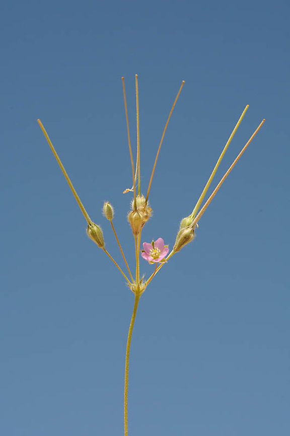 Monsonia nivea S Israel, Nahal Nimra Geotagged,Israel,Monsonia nivea,Winter