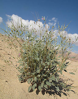 Monsonia nivea  S Israel, Nahal Nimra Geotagged,Israel,Monsonia nivea,Winter